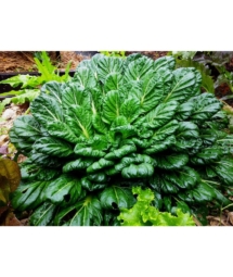 pak-choi-tatsoi pak-choi-tatsoi