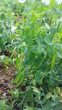Mangetout Mangetout